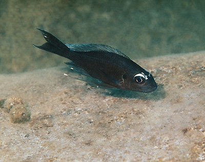 Ophthalmotilapia sp. 'whitecap' Lyamembe